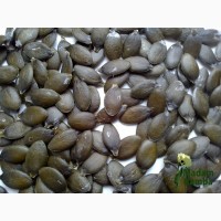 Насіння гарбуза голонасінного круглого без верхньої шкірки (GL Seeds) - 20шт