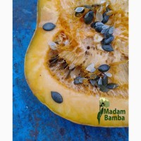 Насіння гарбуза голонасінного круглого без верхньої шкірки (GL Seeds) - 20шт