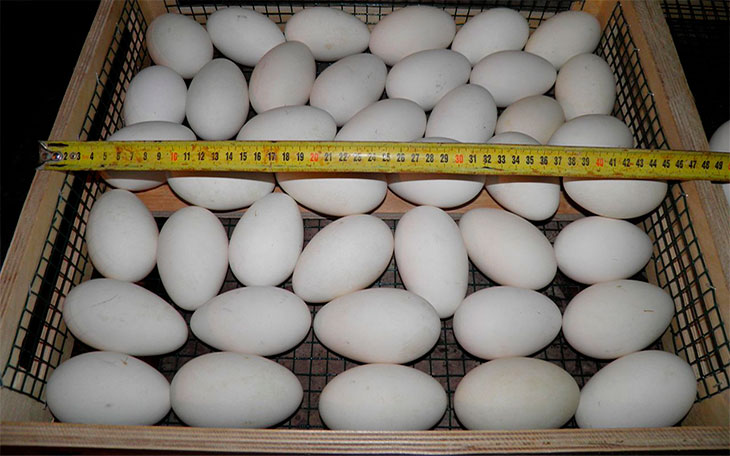 Фото 3. Гуси холмогоры, инкубационные яйца гусей породы холмогоры