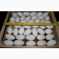 Гуси холмогоры, инкубационные яйца гусей породы холмогоры