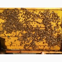 Продам бджоли (пакети)
