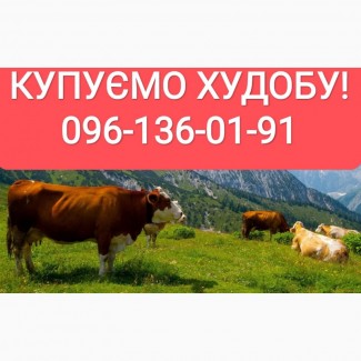 Куплю телята молочні у Вінницькій, Хмельницькій, Житомирській областях
