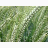 Насіння пшениці-тритікале канадської селекції