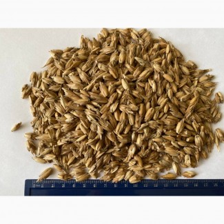 Пшениця Спельта органічна