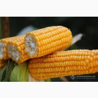 Зерно кукурудзи Орілскай 2021 рік