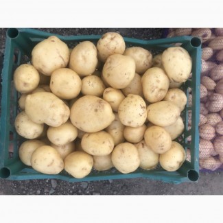 Продам картоплю рів‘єра