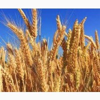 По Черкасской области закупаем пшеницу с поля