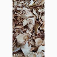 Продам білі гриби, Вирощені в Карпатах, червень 2024