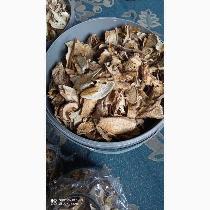 Фото 2. Продам білі гриби, Вирощені в Карпатах 2023
