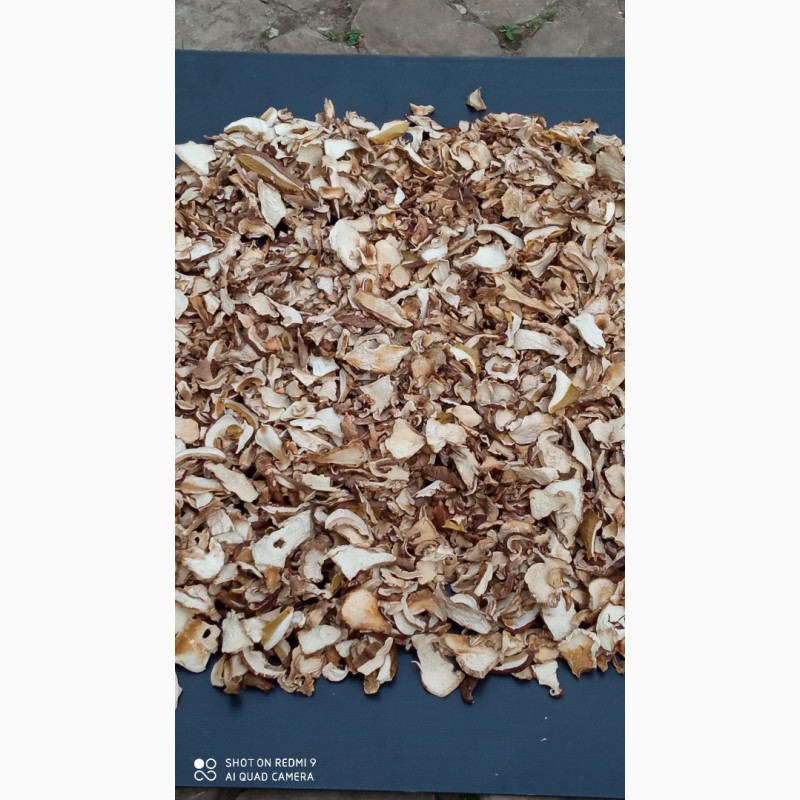 Фото 3. Продам білі гриби, Вирощені в Карпатах 2023