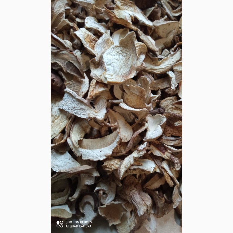Фото 4. Продам білі гриби, Вирощені в Карпатах 2023