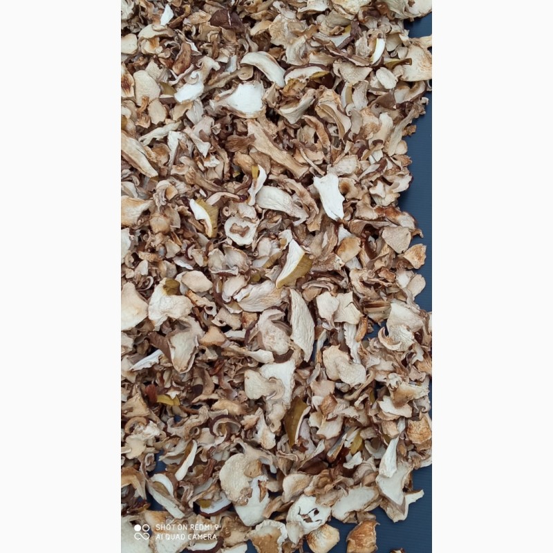Фото 5. Продам білі гриби, Вирощені в Карпатах 2023
