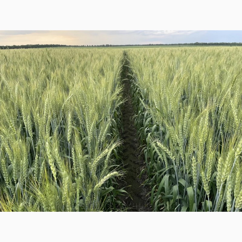 Фото 4. Насіння пшениці ярої МІП Візерунок, еліта