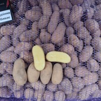 Насіннєва картопля сортів : Белла-Роса, Торнадо, Ред-Леді, Гранада. Кількість обмежена