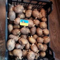 Продам посадкову картоплю (картошку)