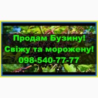 Продам ягоду бузини свіжу та морожену, урожаю 2024 року