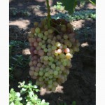 Реализуем виноград элитных сортов