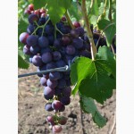 Реализуем виноград элитных сортов