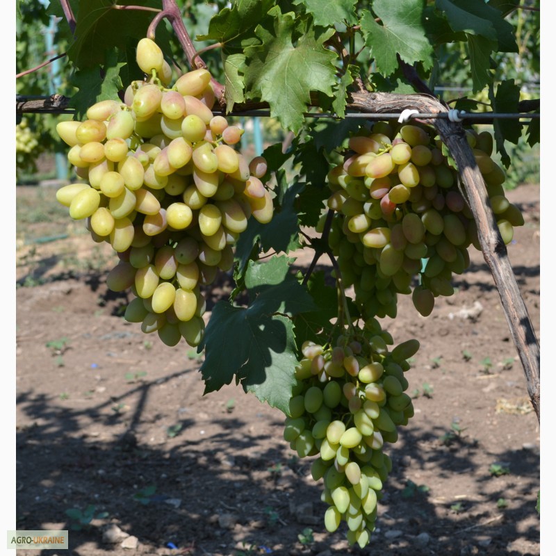Фото 12. Реализуем виноград элитных сортов