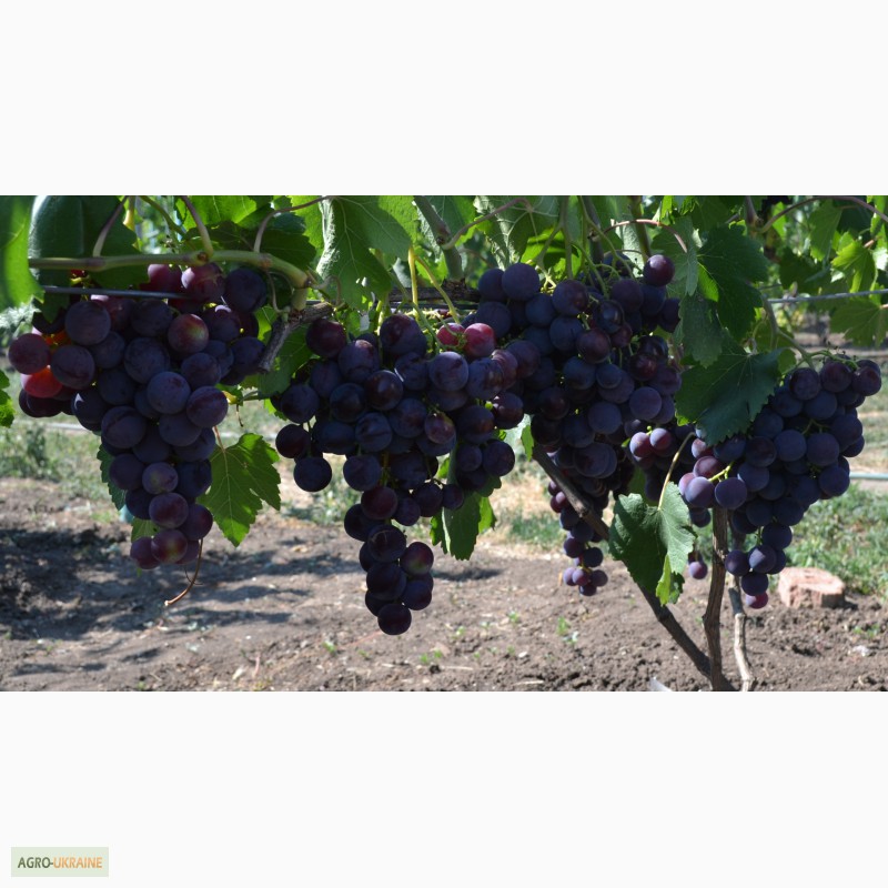 Фото 15. Реализуем виноград элитных сортов