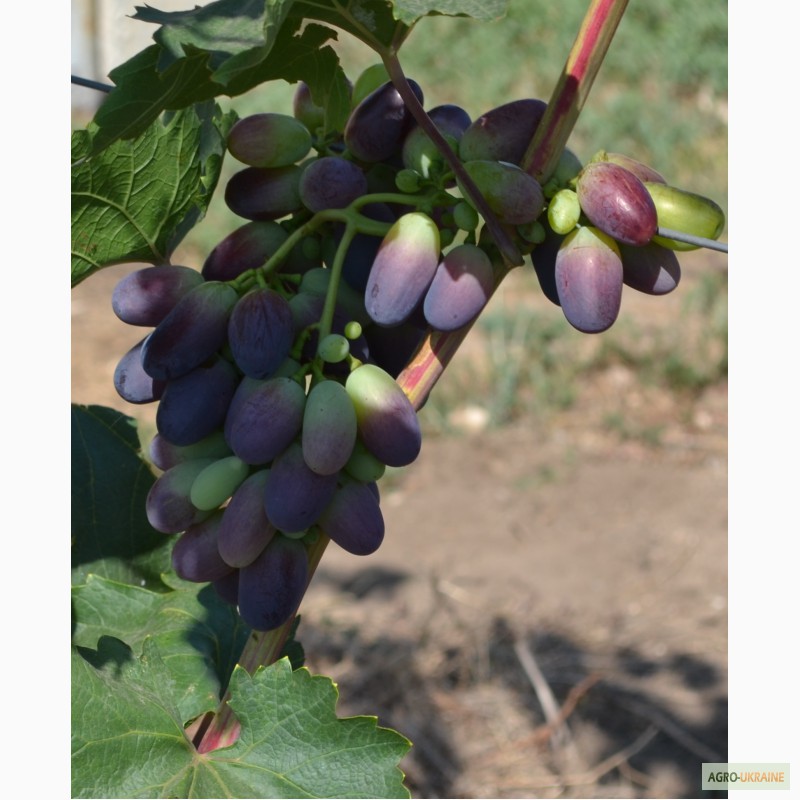 Фото 7. Реализуем виноград элитных сортов