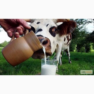 Продам молоко цельное, коровье, натуральное, сырое, жирность 3.6%-3.9%