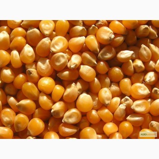 Семена Кукурузы Aspria Seeds корпорации ByFrederic