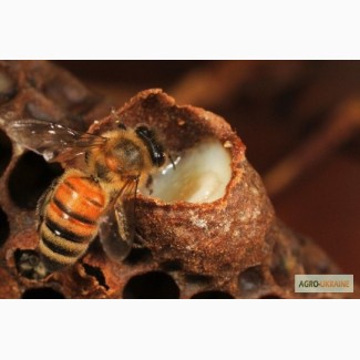 Маточное молочко пчелиное натуральное, отличное качество, быстрая доставка по Украине