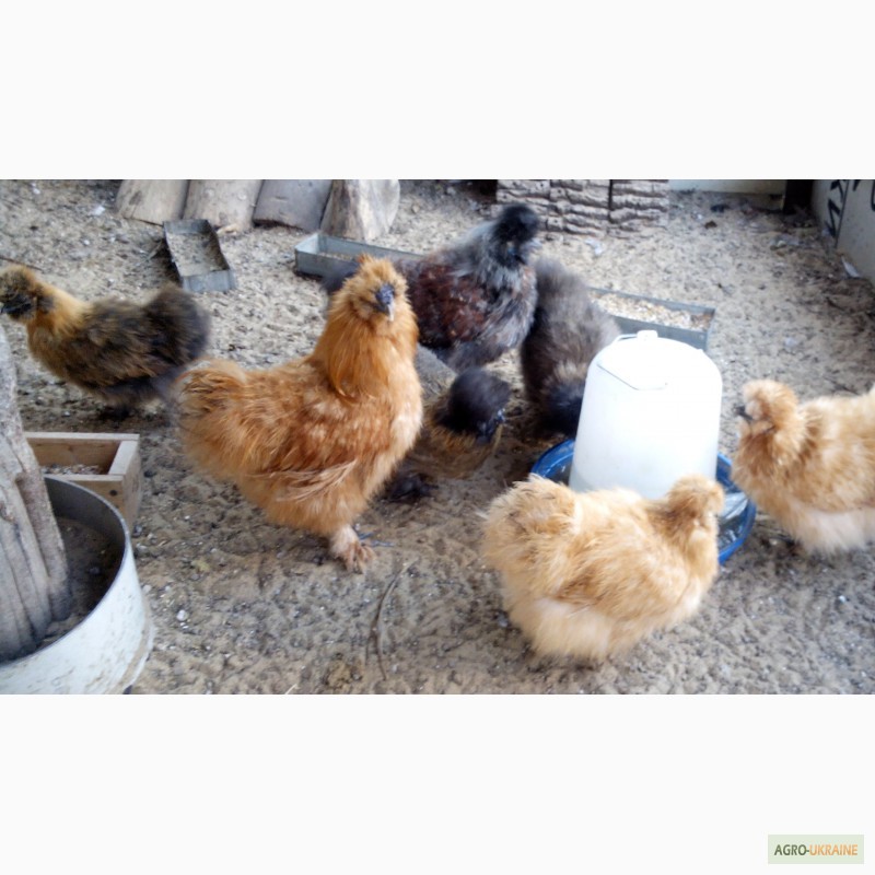 Фото 4. Продам цыплят китайских пуховых кур