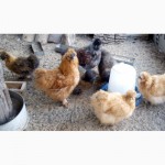 Продам цыплят китайских пуховых кур