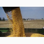 Продаем фуражное зерно с доставкой по Украине и на экспорт