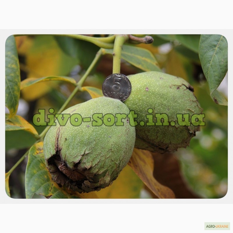 Фото 4. Продам саженцы крупноплодного и вкусного грецкого ореха