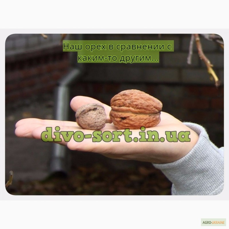 Фото 5. Продам саженцы крупноплодного и вкусного грецкого ореха