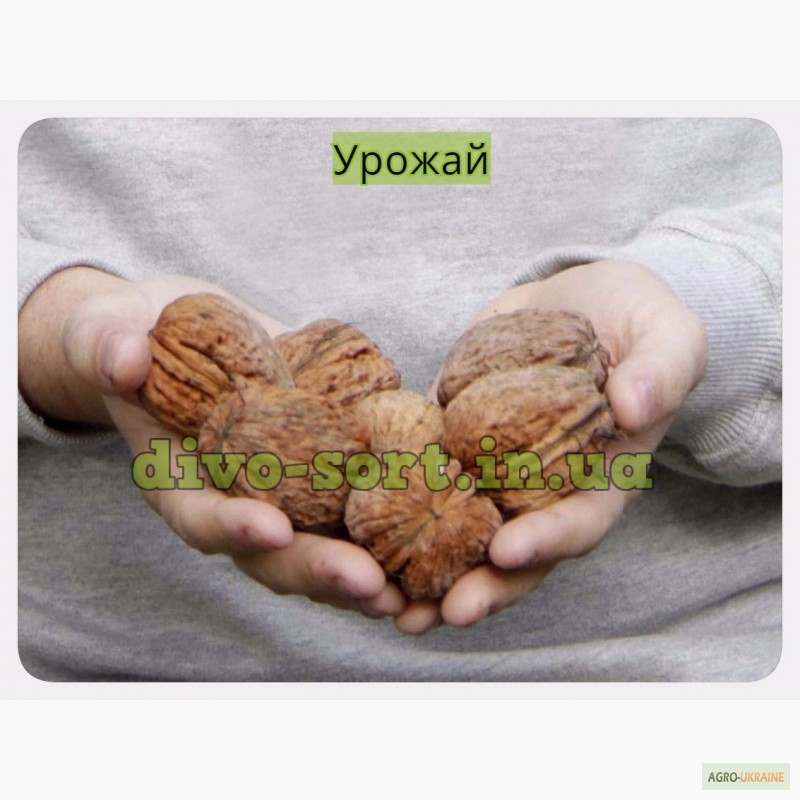 Фото 6. Продам саженцы крупноплодного и вкусного грецкого ореха