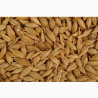 Овес, пшеница, ячмень 1-2 репродукции, Украина.ГОСТ с документами.Оплата любая