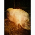 Продам свиню 160-180кг. Годована натуральним харчуванням 40гр кг
