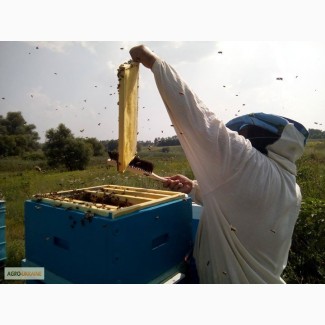 Сушь (пчелиные соты) стандарта РУТ - 230мм. 40грн. полурамка 35грн