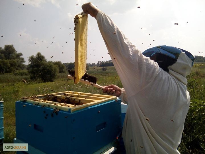 Сушь (пчелиные соты) стандарта РУТ - 230мм. 40грн. полурамка 35грн