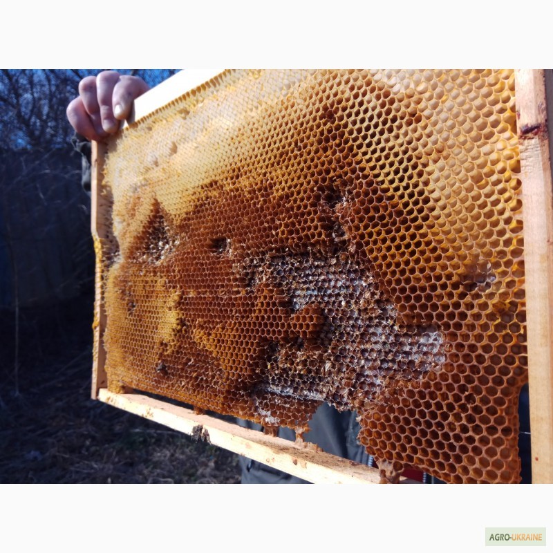 Фото 10. Сушь (пчелиные соты) стандарта РУТ - 230мм. 40грн. полурамка 35грн