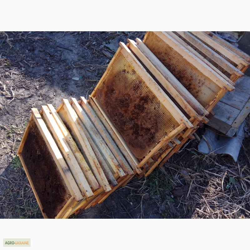 Фото 3. Сушь (пчелиные соты) стандарта РУТ - 230мм. 40грн. полурамка 35грн