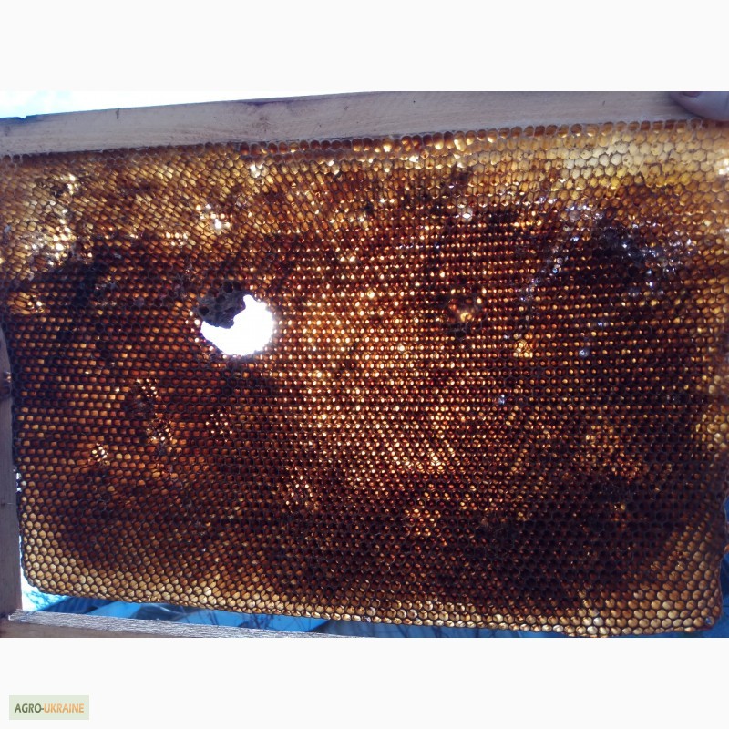 Фото 4. Сушь (пчелиные соты) стандарта РУТ - 230мм. 40грн. полурамка 35грн
