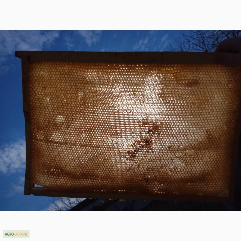 Фото 5. Сушь (пчелиные соты) стандарта РУТ - 230мм. 40грн. полурамка 35грн