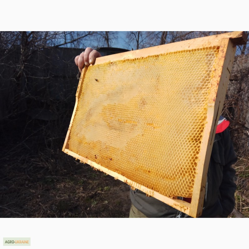 Фото 6. Сушь (пчелиные соты) стандарта РУТ - 230мм. 40грн. полурамка 35грн