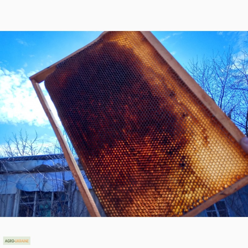 Фото 7. Сушь (пчелиные соты) стандарта РУТ - 230мм. 40грн. полурамка 35грн