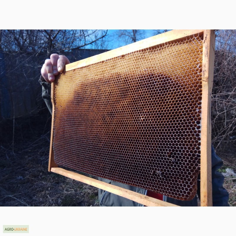 Фото 8. Сушь (пчелиные соты) стандарта РУТ - 230мм. 40грн. полурамка 35грн