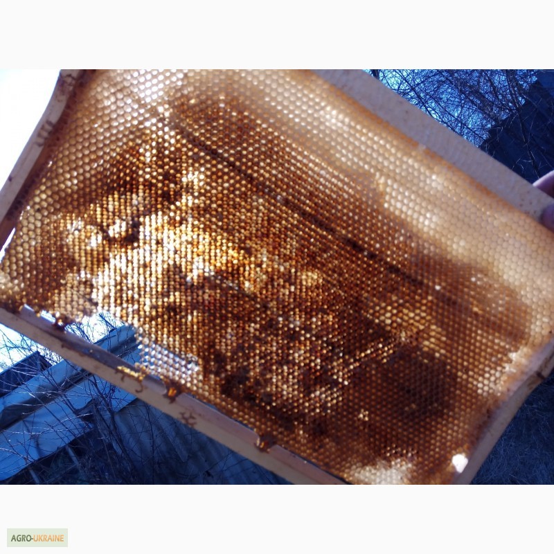 Фото 9. Сушь (пчелиные соты) стандарта РУТ - 230мм. 40грн. полурамка 35грн