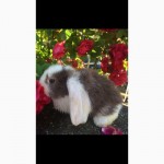 Продам кроликів біловухих французьких баранів
