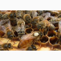 Бджоломатки Бакфаст (матки бакфаст)