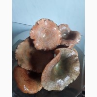 Продам маринованные грибы