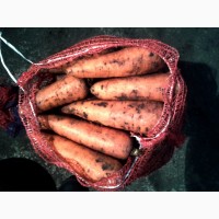 Продам морковь оптом урожай 2017 года в днепре
